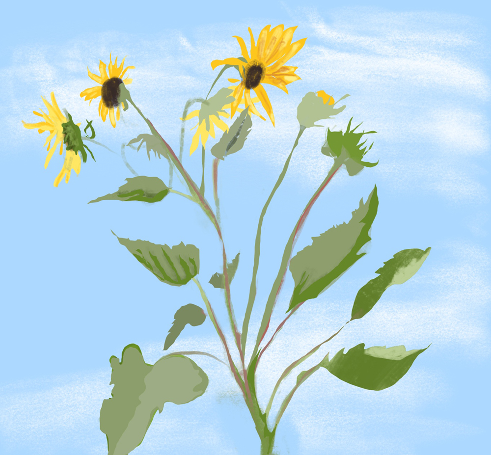 2020_0711 Tall Sunflowers sm